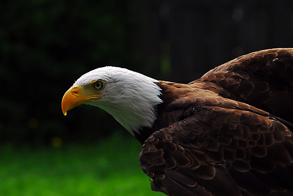 포토 JPG 해외이미지 동물 야생동물 날개 자연 조류 사람없음 옆모습 노란색 미국 힘 흰색 기도 우아함 닫기 깃털 부리 독수리 비전 대머리 사냥꾼 리갈 전국 해외202004 해외포토 직업 헤어스타일 뷰포인트 컬러 컨셉 북아메리카 모션 생태계 파일형식 이미지허브