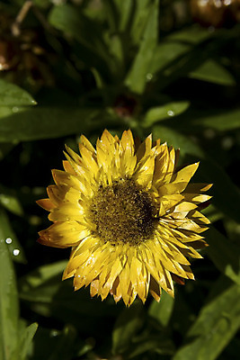 포토 JPG 해외이미지 꽃 꽃무늬 오렌지 사람없음 초록색 노란색 벚꽃 개화 닫기 허브 해외202004 해외포토 식물 컬러 무늬 과일 모션 파일형식 이미지허브