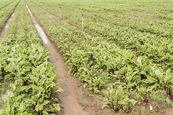 포토 JPG 해외이미지 식물 산업 지구 음식 잎 밭 농업 채소 자연 건강 풍경 사람없음 초록색 물 농작물 농장 농경지 갈색 마을 환경 장비 젖음 수확 성장 시골 신선 설탕 유기농 날것 분무기 밭일 비트 스프링쿨러 줄서기 채식주의자 세련 해외202004 해외포토 자연요소 웰빙 컬러 모션 생태계 채식 파일형식 이미지허브