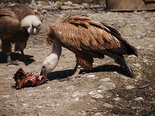 포토 JPG 해외이미지 동물 공원 야생동물 포유류 아프리카 자연 조류 사람없음 흰색 황무지 먹이 사파리 코뿔소 남쪽 공화국 수유 전국 해외202004 해외포토 공공시설 나라 컬러 방향 생태계 파일형식 이미지허브