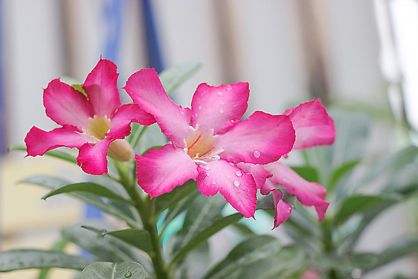 포토 JPG 해외이미지 식물 공원 꽃잎 꽃 아시아 분홍색 꽃다발 잎 꽃무늬 태국 자연 동양인 사람없음 장식 빨간색 초록색 여름 컬러풀 장미 정원 사막 성장 벚꽃 신선 개화 백합 유기농 원예 생물학 내추럴 해외202004 해외포토 웰빙 계절 공공시설 교육 나라 컬러 무늬 인종 취미 생태계 파일형식 이미지허브