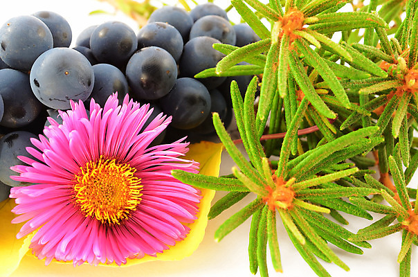 포토 JPG 해외이미지 식물 꽃 분홍색 잎 자연 포도 사람없음 빨간색 초록색 다발 로즈메리 정물화 해외202004 해외포토 컬러 과일 허브 그림 생태계 파일형식 이미지허브