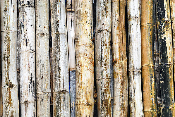 포토 JPG 해외이미지 나무 식물 아시아 문화 선 줄기 백그라운드 잎 패턴 불교 자연 추상 사람없음 장식 초록색 환경 정원 일본 중국 침묵 봄 성장 나뭇가지 신선 숲 대나무 에코 원예 질감 보케 장면 동쪽 내추럴 블러 해외202004 해외포토 계절 나라 종교 컬러 무늬 취미 소리 방향 생태계 파일형식 이미지허브