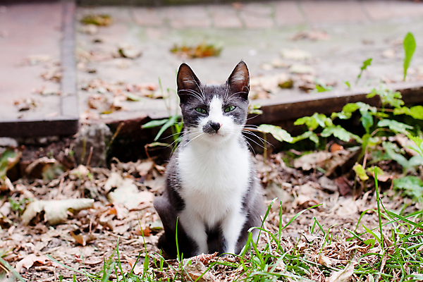 포토 JPG 해외이미지 동물 1 응시 도로 포즈 단풍 잎 바람 스트레스 앉기 사람없음 초록색 반려동물 검은색 고양이 회색 가을 흰색 점 무서움 고민 해외202004 해외포토 자연요소 식물 시선 계절 감정 길 컬러 포유류 교통시설 모션 날씨 파일형식 이미지허브