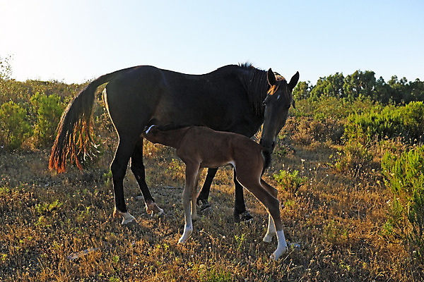 포토 JPG 해외이미지 식물 동물 구름 야생동물 밭 농업 포유류 자연 하늘 사람없음 농장 봄 시골 서식지 망아지 동물상 화창 해외202004 해외포토 자연요소 계절 산업 새끼 날씨 조형물 말_동물 생태계 파일형식 이미지허브