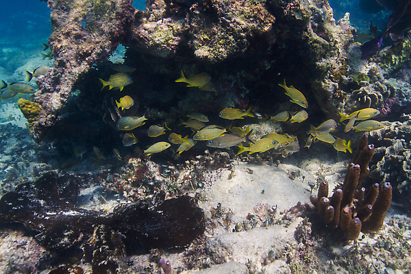 포토 JPG 해외이미지 야생동물 바다 백그라운드 학교 자연 열대 멕시코 어류 풍경 사람없음 물 바닷속 수중 다양 스노클링 산호 다이빙 암초 대서양 석호 깊이 동물상 소금물 이국적 칸쿤 후보 해외202004 해외포토 자연요소 동물 교육 다수 북아메리카 조형물 수영 수중동물 수상스포츠 자포동물 생태계 수중스포츠 파일형식 이미지허브