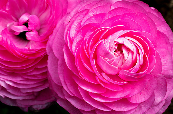 포토 JPG 해외이미지 식물 꽃 분홍색 사람없음 여름 정원 봄 영원 해외202004 해외포토 계절 컬러 파일형식 이미지허브