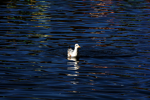 포토 JPG 해외이미지 동물 공원 아시아 여행 건축양식 갈매기 조류 사람 사람없음 관광지 중국 해외202004 해외포토 공공시설 건축 나라 파일형식 이미지허브