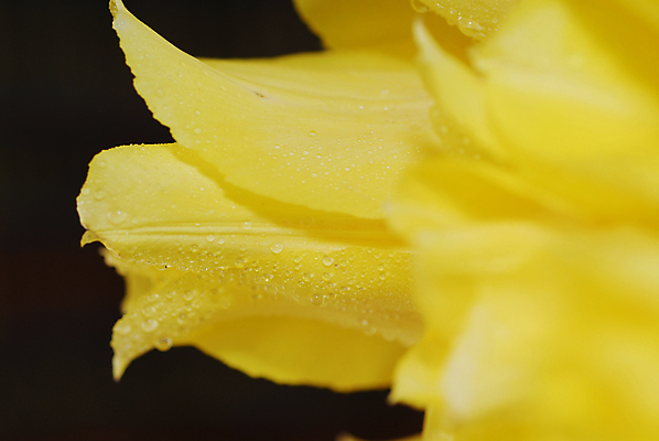 포토 JPG 해외이미지 식물 꽃잎 꽃 꽃다발 백그라운드 데이트 자연 탁자 엄마 선물 이벤트 사람없음 내부 장식 초록색 물 컬러풀 노란색 정원 꽃병 저녁식사 봄 튤립 벚꽃 물방울 축하 신선 이슬 4월 배열 서비스 내추럴 파스텔톤 많음 해외202004 해외포토 자연요소 계절 컬러 가구 컨셉 가족 식사 날짜 생태계 파일형식 이미지허브