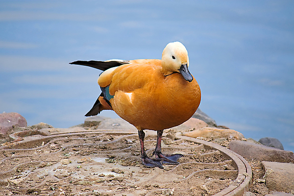 포토 JPG 해외이미지 동물 포즈 자연 조류 오리 동물원 사람없음 빨간색 보호 그림 러시아 거위 해외202004 해외포토 멸종위기종 유럽 컬러 컨셉 생태계 파일형식 이미지허브