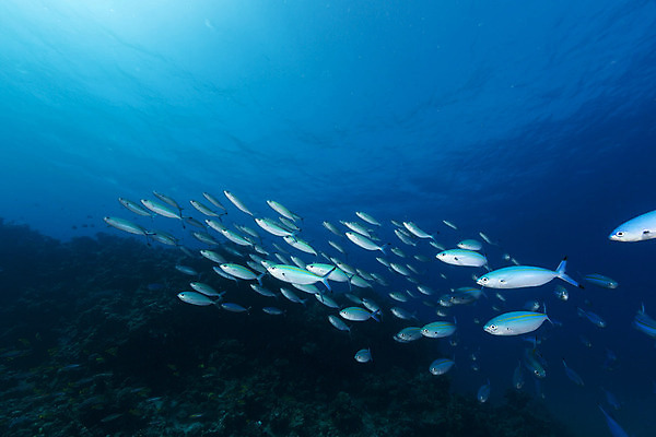 포토 JPG 해외이미지 식물 동물 모래 바다 백그라운드 자연 표면 어류 풍경 사람없음 파란색 컬러풀 햇빛 태양 바닷속 수중 광선 산호 아래 다이빙 장면 암초 깊이 소금물 이국적 침몰 파라다이스 해외202004 해외포토 자연요소 컬러 수영 수중동물 자포동물 방향 생태계 위치 수중스포츠 파일형식 이미지허브