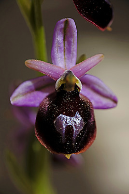 포토 JPG 해외이미지 식물 꽃 야생동물 백그라운드 꽃무늬 자연 종류 사람없음 야외 여름 컬러풀 정원 보라색 놀람 봄 들꽃 벚꽃 시골 난초 정상 작음 벌 즐거움 원예 서식지 내추럴 고립 영원 우수 이국적 초능력 해외202004 해외포토 동물 계절 감정 컬러 곤충 무늬 표정 취미 크기 절기 생태계 파일형식 이미지허브