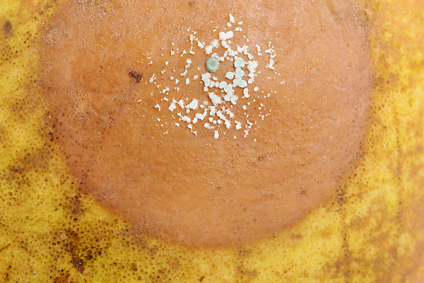 포토 JPG 해외이미지 음식 백그라운드 과일 자연 사람없음 초록색 갈색 손상 촉촉함 흰색 유기농 박테리아 나쁜 고립 곰팡이 숙성 썩음 옛날 해로움 해외202004 해외포토 웰빙 컬러 컨셉 의학 젖음 생태계 파일형식 이미지허브