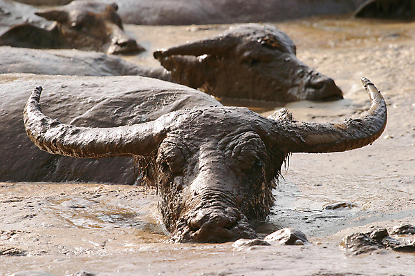 포토 JPG 해외이미지 동물 길 야생동물 백그라운드 포유류 태국 뿔 사람없음 물 검은색 힘 흰색 소 호흡 큼 자르기 사파리 코 고립 해외202004 해외포토 자연요소 아시아 컬러 모션 신체부위 크기 파일형식 이미지허브