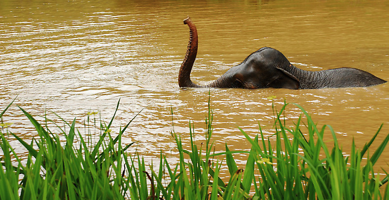 포토 JPG 해외이미지 동물 공원 아시아 야생동물 여행 포즈 포유류 가족 관계 자연 엄마 휴가 코끼리 수영장 함께함 3 동양인 사람없음 야외 옆모습 평화 환경 힘 목욕 터치 시골 체험 큼 사파리 귀 전국 해외202004 해외포토 공공시설 나라 뷰포인트 컨셉 인종 신체부위 청결 크기 생태계 파일형식 이미지허브