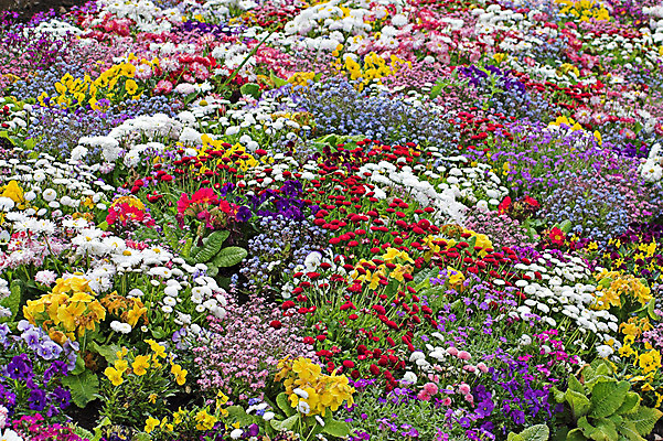 포토 JPG 해외이미지 식물 꽃잎 꽃 분홍색 백그라운드 잎 자연 벽지 사람없음 야외 빨간색 초록색 파란색 컬러풀 노란색 정원 봄 성장 흰색 4월 유기농 원예 라일락 해외202004 해외포토 웰빙 계절 컬러 취미 날짜 생태계 파일형식 이미지허브