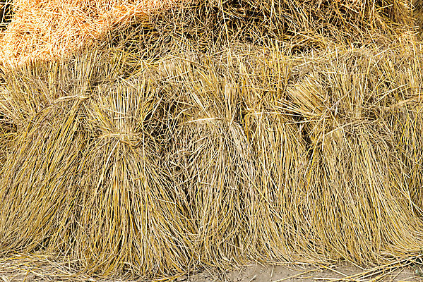 포토 JPG 해외이미지 식물 음식 백그라운드 농업 의자 자연 추상 건조 사람없음 여름 농작물 농장 노란색 쌓기 환경 수확 성장 가을 농촌 황금 건초더미 볏짚 큼 땅 심플 보리 뭉치 밀짚 흙더미 평야 호밀 해외202004 해외포토 계절 산업 컬러 가구 무늬 모션 곡류 흙 시골 건초 짚 크기 생태계 파일형식 더미 이미지허브