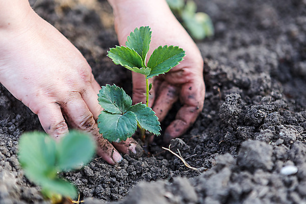 포토 JPG 해외이미지 나무 식물 1 컨셉 잎 농업 채소 비즈니스 손가락 자연 성공 새로움 관리 사람 사람없음 야외 초록색 환경 정원 희망 흙 성장 잡기 보호 작음 시작 원예 먼지 개발 돌봄 모종 심기 해외202004 해외포토 손 감정 산업 컬러 모션 취미 크기 생태계 파일형식 이미지허브