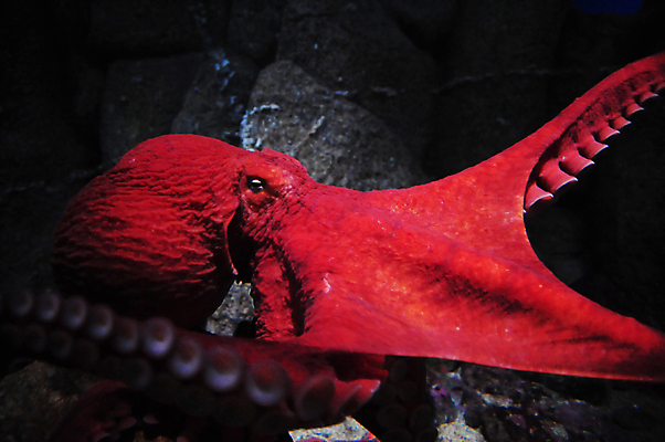 포토 JPG 해외이미지 동물 바다 사람없음 빨간색 검은색 어둠 위험 문어 촉수 해외202004 해외포토 컬러 컨셉 연체동물 수중동물 파일형식 이미지허브