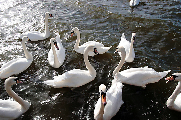 포토 JPG 해외이미지 주간 호수 물결 여러마리 사람없음 야외 백조 해외202004 해외포토 자연요소 다수 조류 파일형식 이미지허브