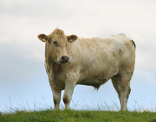 포토 JPG 해외이미지 동물 응시 밭 자연 서기 사람없음 야외 초록색 파란색 농장 가축 흰색 시골 소 주식 호기심 진흙 해외202004 해외포토 시선 감정 컬러 컨셉 농업 포유류 모션 금융 생태계 파일형식 이미지허브