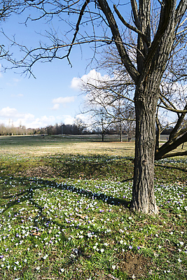 포토 JPG 해외이미지 식물 계절 공원 꽃잎 꽃 유럽 여행 백그라운드 겨울 꽃무늬 밭 자연 부활절 잔디 사람없음 야외 초록색 파란색 컬러풀 태양 맑음 보라색 봄 벚꽃 흰색 시골 신선 꽃집 제비꽃 향기 내추럴 걸음마 해외202004 해외포토 자연요소 공공시설 기념일 나라 컬러 무늬 농업 모션 날씨 상점 생태계 냄새 파일형식 이미지허브