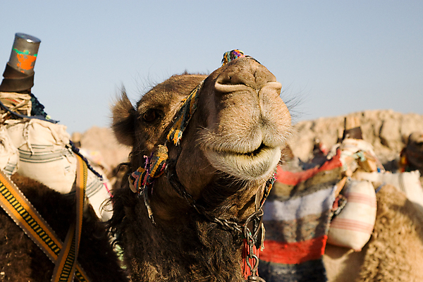 포토 JPG 해외이미지 동물 모래 여행 포유류 아프리카 건조 털 이집트 사람없음 야외 햇빛 태양 갈색 노란색 사막 뜨거움 사파리 낙타 이국적 해외202004 해외포토 자연요소 나라 컬러 파일형식 이미지허브