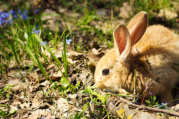 포토 JPG 해외이미지 잔디 사람없음 들꽃 토끼 해외202004 해외포토 식물 꽃 포유류 반려동물 파일형식 이미지허브