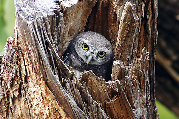 포토 JPG 해외이미지 나무 동물 여자 남자 아시아 얼굴 야생동물 백그라운드 날개 태국 자연 조류 사람없음 야외 목재 가로 초록색 컬러풀 머리 환경 나뭇가지 점 막대기 닫기 둥지 숲 깃털 꼬리 부리 서식지 생태학 해외202004 해외포토 식물 교육 나라 컬러 재료 모션 사람 신체부위 생태계 파일형식 이미지허브