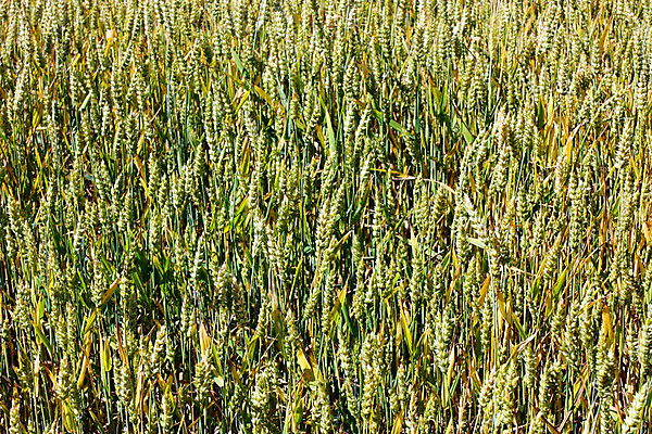 포토 JPG 해외이미지 식물 구름 계절 음식 빵 줄기 백그라운드 밭 농업 자연 하늘 건강 씨앗 풍경 사람없음 야외 초록색 여름 파란색 농작물 햇빛 태양 농장 노란색 맑음 수확 성장 가을 흰색 시골 황금 낟알 시리얼 밀 귀 장면 반대 내추럴 호밀 해외202004 해외포토 자연요소 산업 컬러 날씨 곡류 신체부위 생태계 파일형식 이미지허브