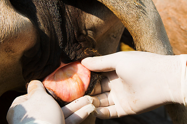 포토 JPG 해외이미지 동물 응시 아시아 음식 백그라운드 밭 농업 포유류 태국 자연 바닥 동양인 풍경 사람없음 야외 초록색 물 여름 파란색 농장 갈색 환경 목장 새벽 진료 고통 소고기 흰색 시골 대접 소 질감 장면 문제 당나귀 밭일 페니 해외202004 해외포토 자연요소 시선 계절 감정 나라 산업 컬러 의학 육류 인종 동전 말_동물 생태계 파일형식 이미지허브