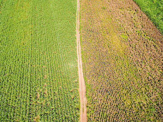 포토 JPG 해외이미지 모양 식물 산업 지구 백그라운드 밭 농업 자연 안테나 풍경 사람없음 초록색 농작물 농장 농경지 마을 정원 시골 정상 숲 땅 시리얼 만취 질감 장면 지형 안심 밀짚 줄서기 파종 사탕수수 해외202004 해외포토 음식 컬러 통신 모션 육류 농사 짚 생태계 술취함 파일형식 이미지허브