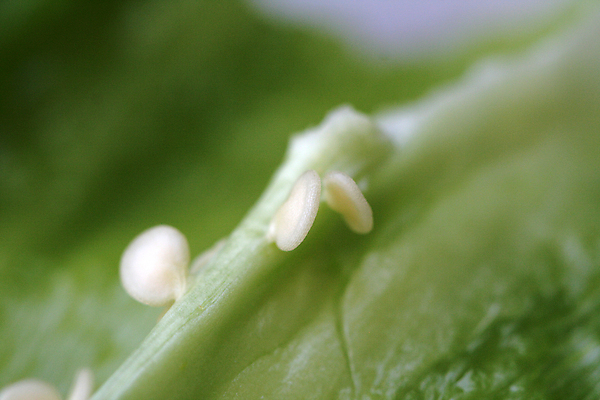 포토 JPG 해외이미지 음식 백그라운드 다이어트 채소 과일 재료 자연 고추 파프리카 건강 요리 사람없음 빨간색 초록색 빛 컬러풀 농장 노란색 샐러드 종 흰색 신선 뜨거움 닫기 달콤 맛 먹기 향신료 오브젝트 싱글 유기농 매움 날것 후추 내추럴 고립 숙성 채식주의자 해외202004 해외포토 웰빙 컬러 컨셉 농업 모션 생태계 채식 향미료 파일형식 이미지허브