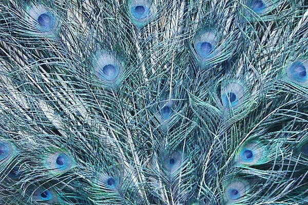 포토 JPG 해외이미지 동물 디자인 남자 야생동물 백그라운드 패턴 자연 조류 추상 사람없음 장식 초록색 파란색 컬러풀 행성 원형 우아함 닫기 공작 깃털 묘사 질감 꼬리 서식지 내추럴 동물상 터키석 테마 해외202004 해외포토 도형 컬러 컨셉 무늬 모션 사람 조형물 우주 보석 생태계 파일형식 이미지허브