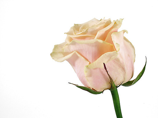 포토 JPG 해외이미지 꽃잎 꽃 줄기 사랑 사람없음 초록색 장미 고립 해외202004 해외포토 식물 감정 컬러 파일형식 이미지허브