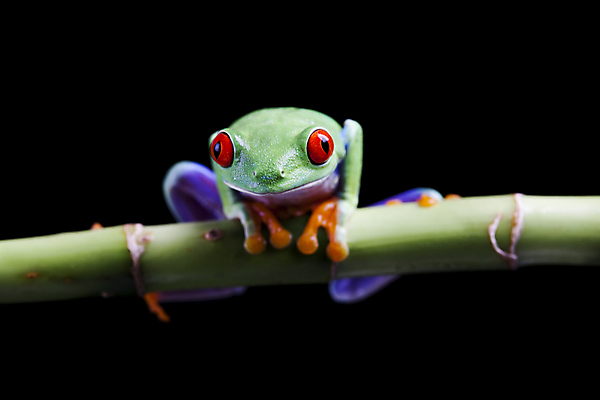 포토 JPG 해외이미지 한마리 야생동물 검은배경 실내 매달리기 양서류 사람없음 청개구리 잎줄기 해외202004 해외포토 동물 1 줄기 백그라운드 모션 개구리 내부 검은색 파일형식이미지허브 