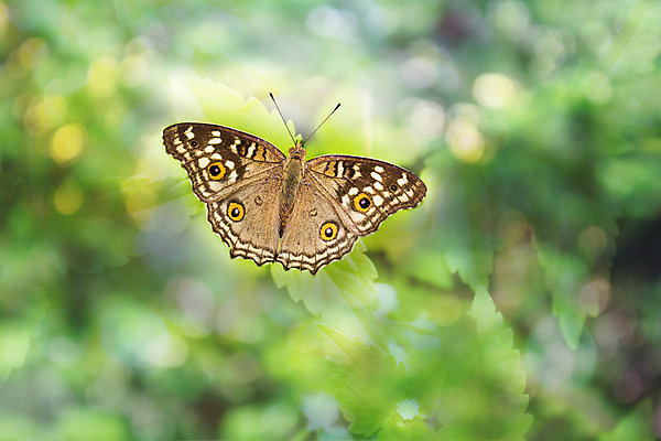 포토 JPG 해외이미지 동물 나비 백그라운드 자연 생물 사람없음 초록색 우주 공백 즐거움 보케 부드러움 지역 파스텔톤 몽환 그리너리 해외202004 해외포토 감정 컬러 곤충 컨셉 감각 생태계 파일형식 트랜드컬러 이미지허브