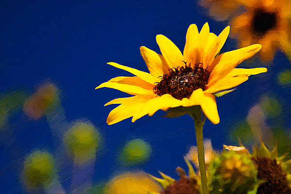 포토 JPG 해외이미지 식물 꽃잎 꽃 백그라운드 부분 자연 해바라기 따뜻함 씨앗 사람없음 가로 물 빛 노란색 검은색 미국 물방울 개화 역사 황금 떨어짐 수분 묘사 내추럴 구성 평야 해외202004 해외포토 자연요소 컬러 컨셉 북아메리카 생태계 파일형식 이미지허브