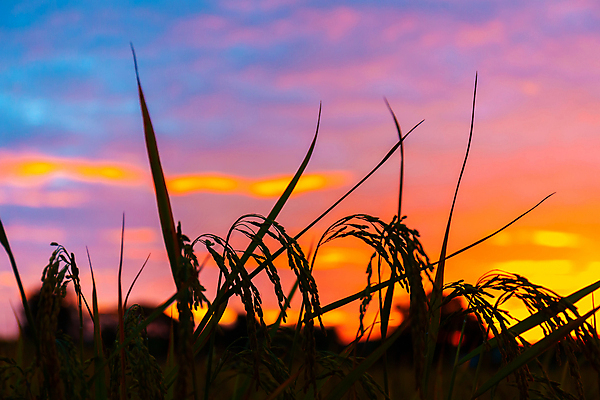 포토 JPG 해외이미지 나무 식물 구름 계절 실루엣 백그라운드 자연 벽지 하늘 밥 아침 풍경 사람없음 초록색 여름 태양 농장 농경지 일출 맑음 일몰 새벽 수확 신선 내추럴 논밭 해외202004 해외포토 주간 자연요소 음식 컬러 밭 농업 날씨 논 촬영기법 노을 생태계 파일형식 이미지허브