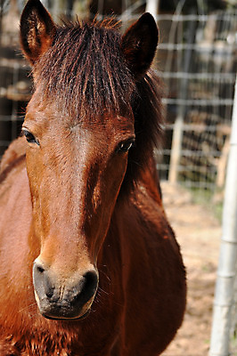 포토 JPG 해외이미지 동물 얼굴 포즈 백그라운드 밭 포유류 자연 미소 풍경 사람없음 야외 초록색 여름 파란색 반려동물 농장 갈색 머리 봄 목장 흰색 시골 만 승마 코 귀 갈기 조랑말 안장 내추럴 망아지 기르기 서쪽 해외202004 해외포토 계절 새끼 스포츠 컬러 농업 표정 신체부위 말_동물 방향 생태계 돌봄 파일형식 이미지허브