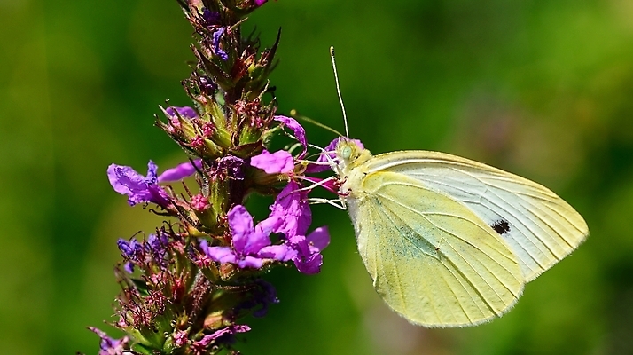 포토 JPG 해외이미지 식물 동물 꽃 야생동물 나비 곤충 날개 자연 사람없음 야외 초록색 여름 컬러풀 정원 보라색 흰색 작음 먹이 양배추 녹색배경 내추럴 수유 해외202004 해외포토 계절 컬러 백그라운드 채소 크기 생태계 파일형식 이미지허브