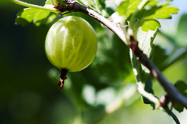 포토 JPG 해외이미지 주간 잎 근접촬영 사람없음 야외 아웃포커스 초록색 구스베리 해외202004 해외포토 자연요소 식물 열매 뷰포인트 컬러 촬영기법 파일형식 이미지허브