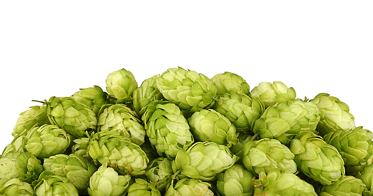 포토 JPG 해외이미지 식물 꽃 음식 백그라운드 농업 재료 맥주 건강 사람없음 옆모습 초록색 농작물 약 수확 흰색 신선 닫기 허브 각도 흙더미 내추럴 고립 양조 양조장 해외202004 해외포토 산업 뷰포인트 컬러 의학 모션 주류 흙 파일형식 더미 이미지허브