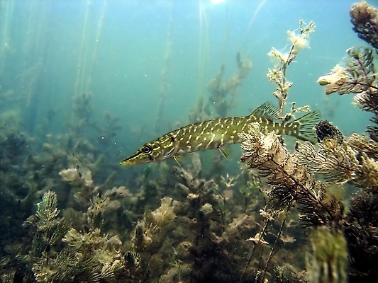 포토 JPG 해외이미지 식물 동물 야생동물 잎 자연 어류 사람없음 초록색 물 여름 사진촬영 수중 스노클링 잠수함 동물상 민물 해외202004 해외포토 자연요소 계절 컬러 조형물 촬영 수중동물 수상스포츠 생태계 파일형식 이미지허브