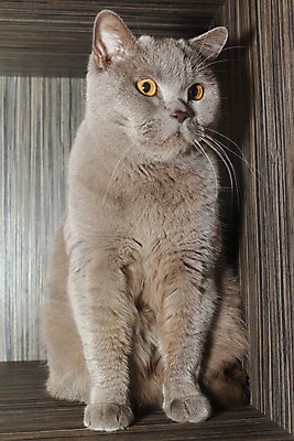 포토 JPG 해외이미지 동물 얼굴 포유류 영국 주택 미술 사람없음 반려동물 고양이 회색 모피 오브젝트 해외202004 해외포토 유럽 컬러 문화예술 건물 신체부위 파일형식 이미지허브