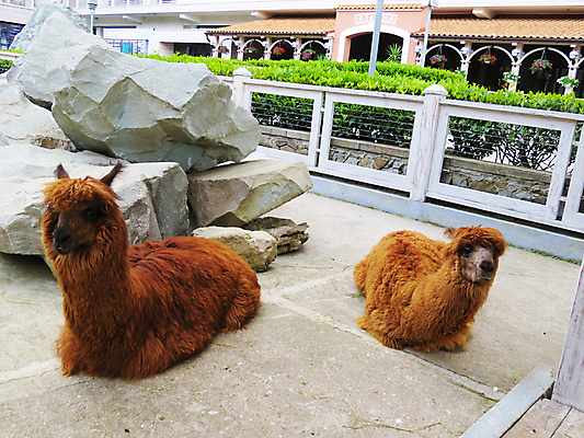 포토 JPG 해외이미지 동물 응시 얼굴 야생동물 어린이 여행 백그라운드 농업 포유류 자연 새로움 주택 털 동물원 서기 풍경 사람없음 야외 가로 빨간색 울타리 농장 갈색 머리 흰색 볏짚 모피 묘사 솜털 남쪽 양모 고립 라마 알파카 이국적 해외202004 해외포토 시선 산업 컬러 컨셉 모션 사람 건물 신체부위 담장 직물 짚 방향 생태계 파일형식 이미지허브