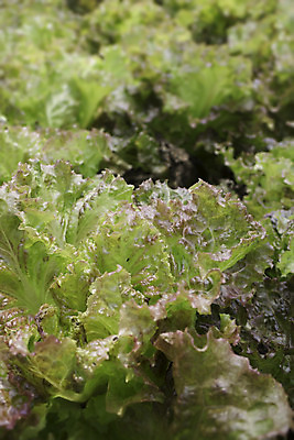 포토 JPG 해외이미지 음식 잎 농업 채소 재료 태국 자연 사람없음 초록색 물 머리 식사 저녁식사 샐러드 신선 상추 먹기 유기농 양배추 건강식 채식주의자 해외202004 해외포토 자연요소 식물 웰빙 산업 아시아 컬러 모션 신체부위 생태계 채식 파일형식 이미지허브