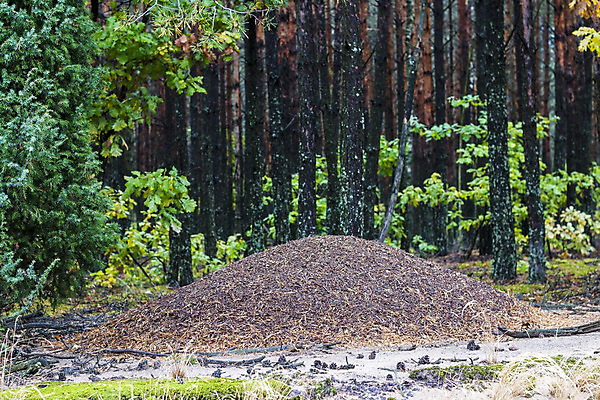 포토 JPG 해외이미지 나무 식물 동물 야생동물 곤충 백그라운드 잎 자연 건조 풍경 사람없음 야외 목재 초록색 여름 갈색 환경 나뭇가지 소나무 숲 큼 땅 언덕 피라미드 통나무 나무껍질 커뮤니티 개미 침엽수 흙더미 내추럴 식민지 해외202004 해외포토 건축물 계절 컬러 재료 흙 껍질 크기 생태계 랜드마크 파일형식 더미 이미지허브