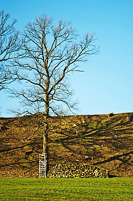 포토 JPG 해외이미지 나무 포즈 농업 자연 하늘 불 서기 사람없음 목재 초록색 파란색 갈색 흙 봄 주식 사냥 오르기 클립 연료 숨김 시각장애인 해외202004 해외포토 자연요소 식물 계절 산업 컬러 컨셉 재료 모션 금융 장애인 생태계 파일형식 이미지허브