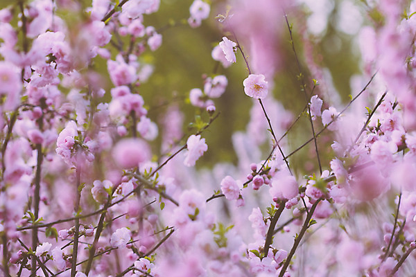 포토 JPG 해외이미지 나무 식물 계절 꽃잎 꽃 분홍색 백그라운드 잎 꽃무늬 오렌지 과일 자연 휴가 새로움 풍경 사람없음 장식 빨간색 초록색 태양 농장 우주 정원 맑음 봄 벚꽃 흰색 나뭇가지 개화 닫기 큼 과수원 연도 심볼 복숭아 자두 내추럴 고립 옛날 해외202004 해외포토 자연요소 컬러 컨셉 무늬 농업 모션 날씨 크기 생태계 파일형식 이미지허브